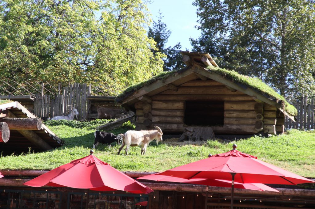 Goats on the Roof 2
