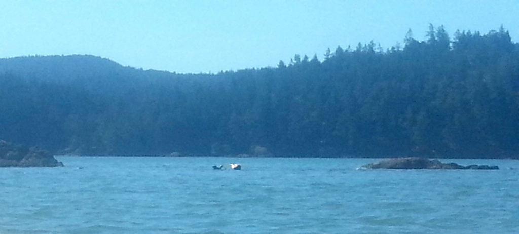 Seals in Sooke Basin